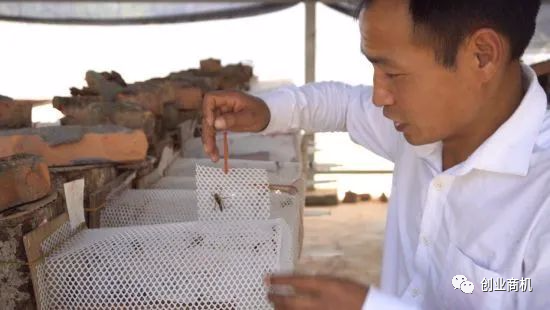图片[6]-蜂蛹怎么赚钱，在农村卖蜂蛹1天收入3000块，但是很少人做-个人经验技术分享