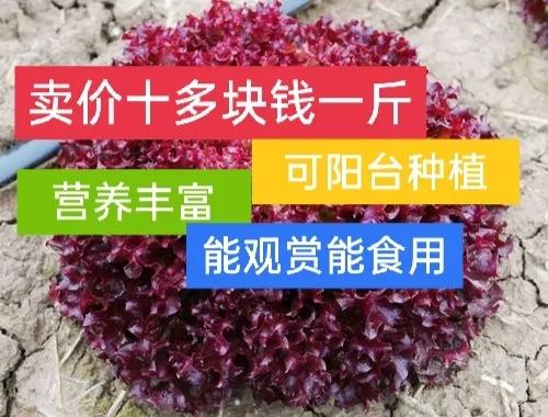 紫叶生菜卖价十多块钱一斤，能观赏可食用，能种植在阳台，请收藏
