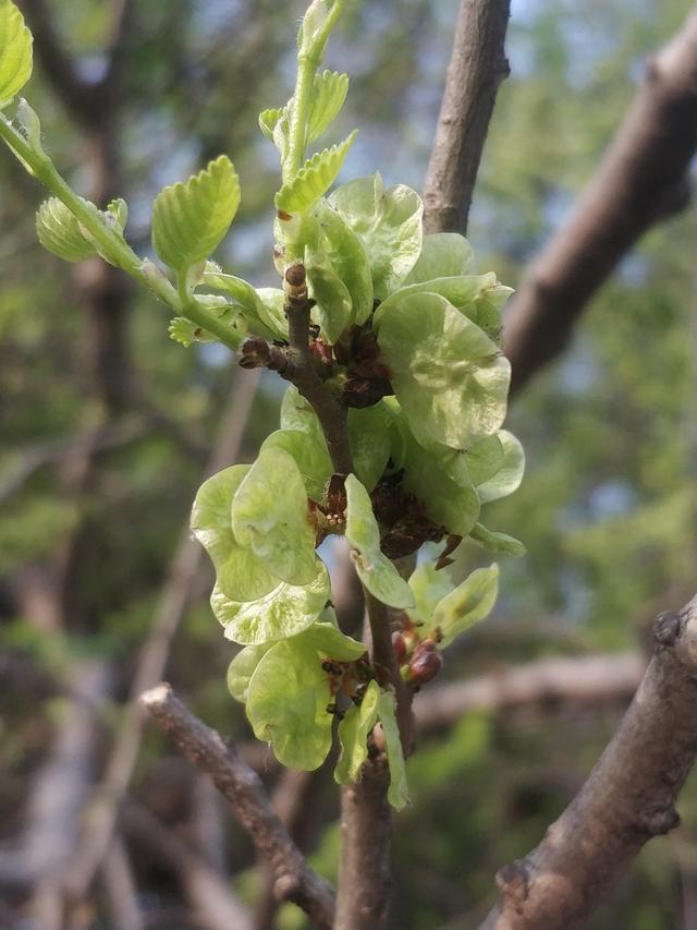 榆树钱：素有榆木疙瘩之称，榆钱却是人间美味