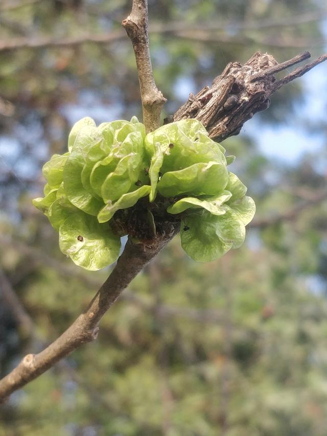 榆树钱：素有榆木疙瘩之称，榆钱却是人间美味