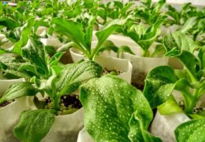 外观奇特的冰菜,为什么能卖十多块钱一斤?-个人经验技术分享