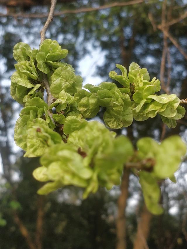 榆树钱：素有榆木疙瘩之称，榆钱却是人间美味
