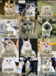 做私域宠物倒爷，一单利润300-5000不等，单人月轻松实现被动收益2万+-个人经验技术分享